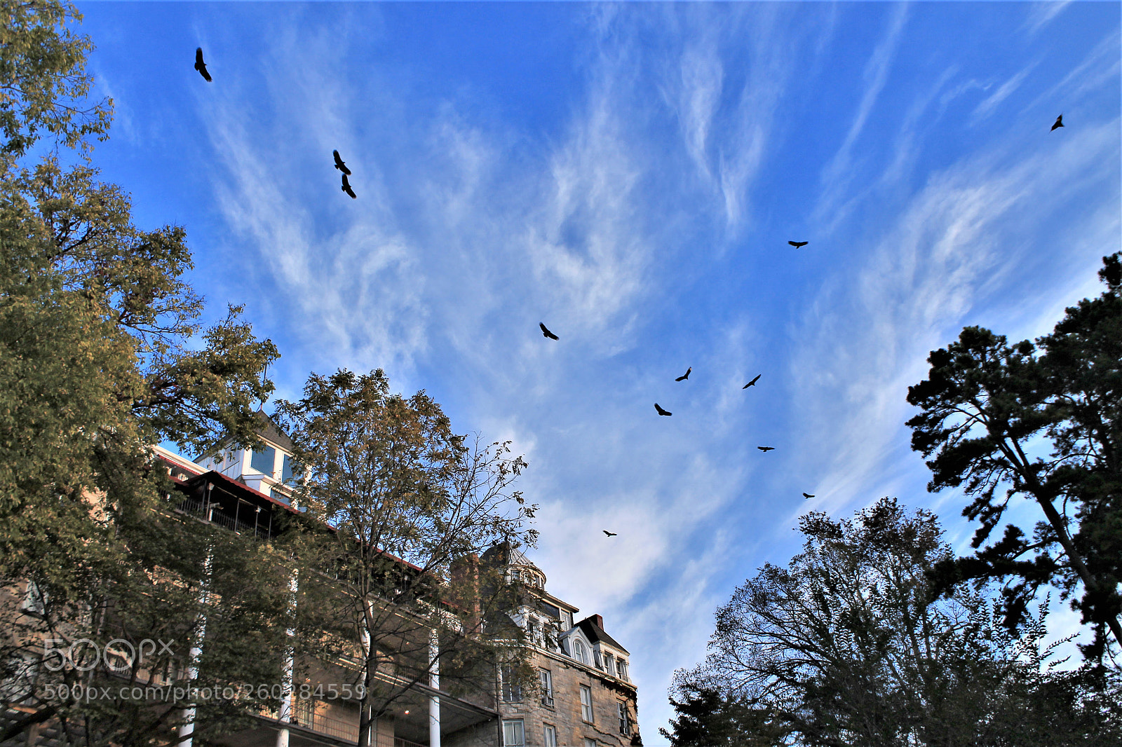 Canon EOS 1100D (EOS Rebel T3 / EOS Kiss X50) sample photo. The birds photography