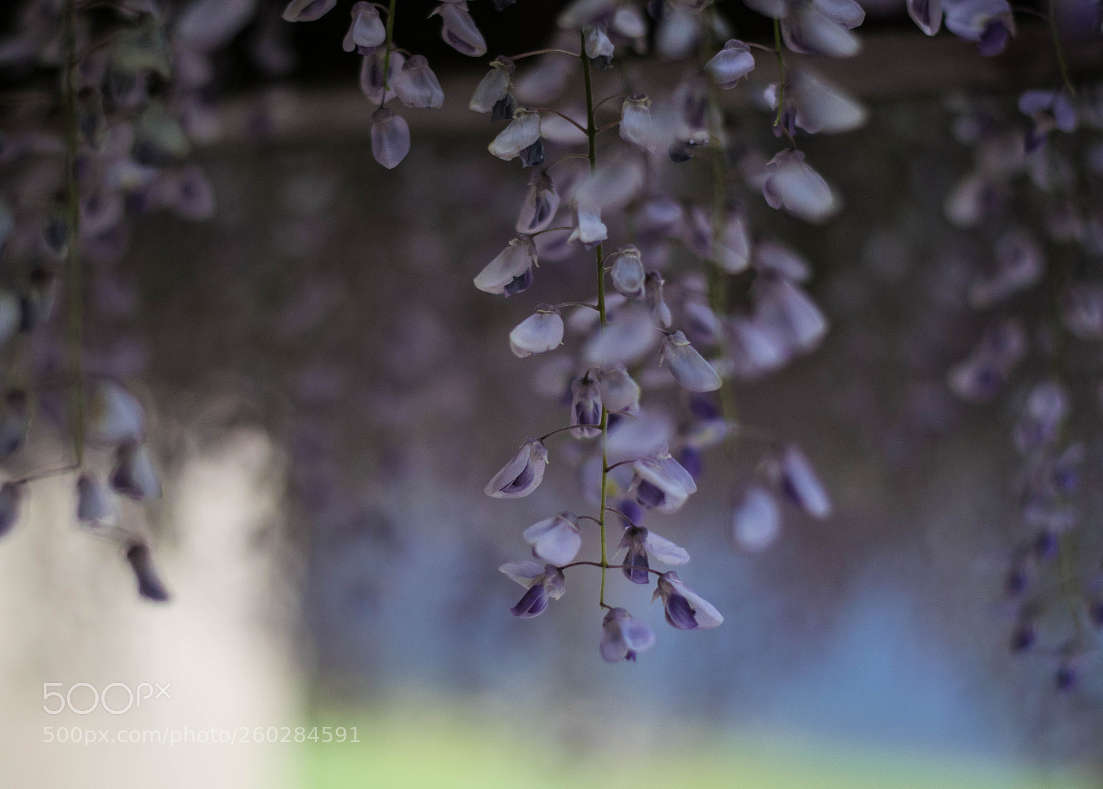 Nikon D5300 sample photo. Wisteria colour photography
