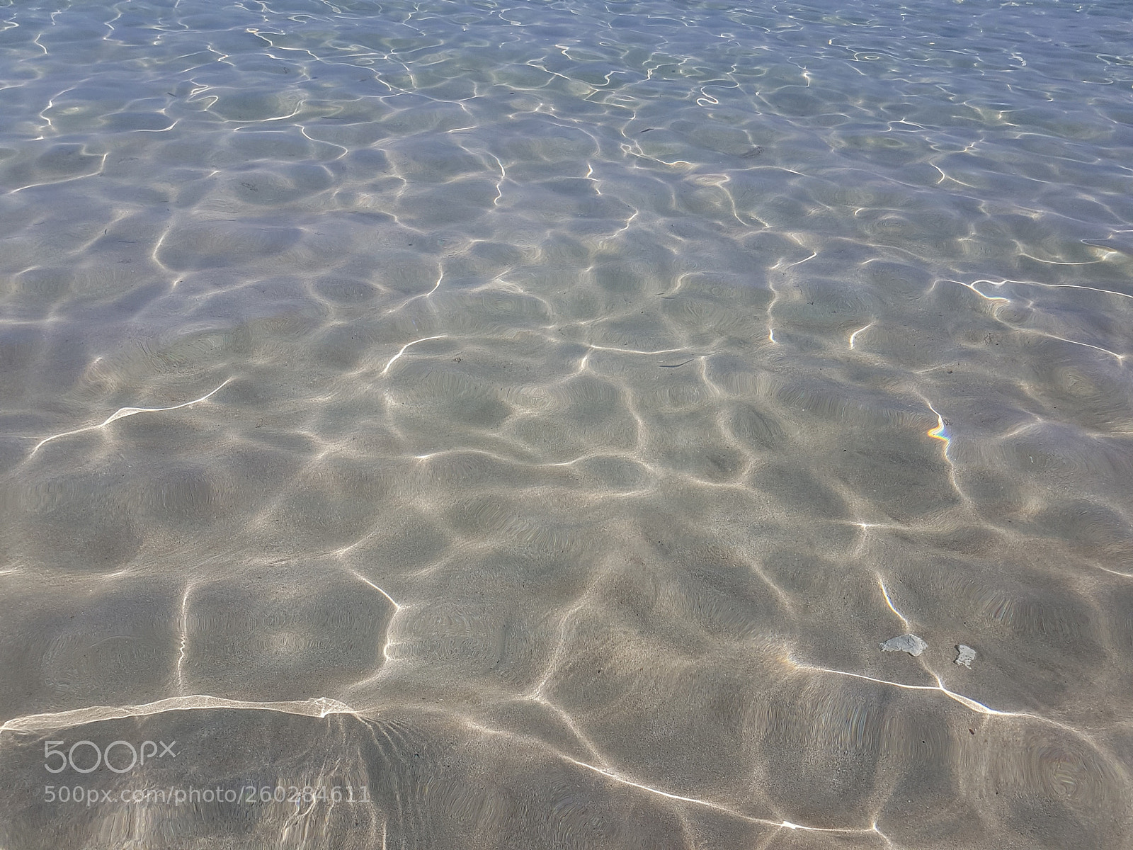 Samsung Galaxy S7 sample photo. A sea shell photography