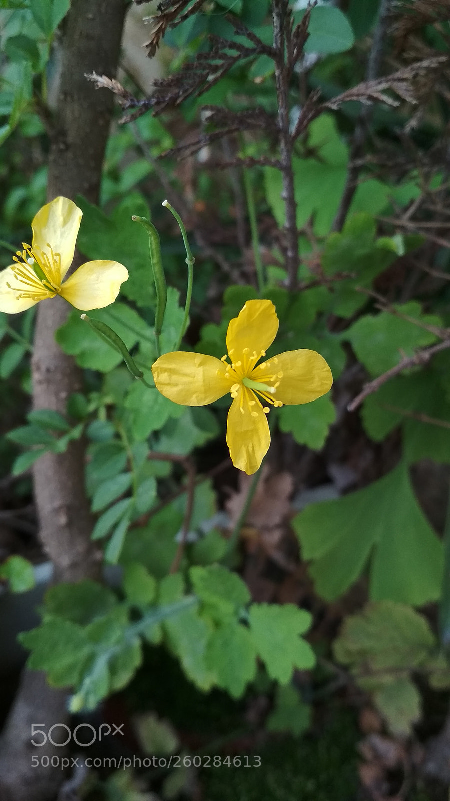 Xiaomi Redmi 4X sample photo. Untitled photography