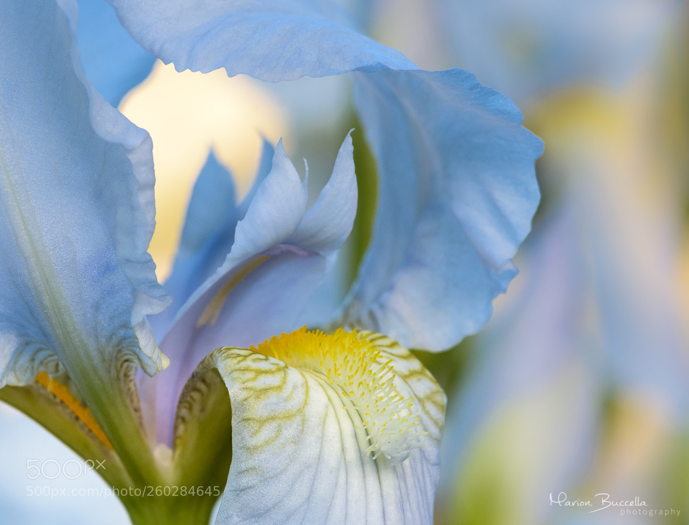 Nikon D7200 sample photo. Blue iris photography