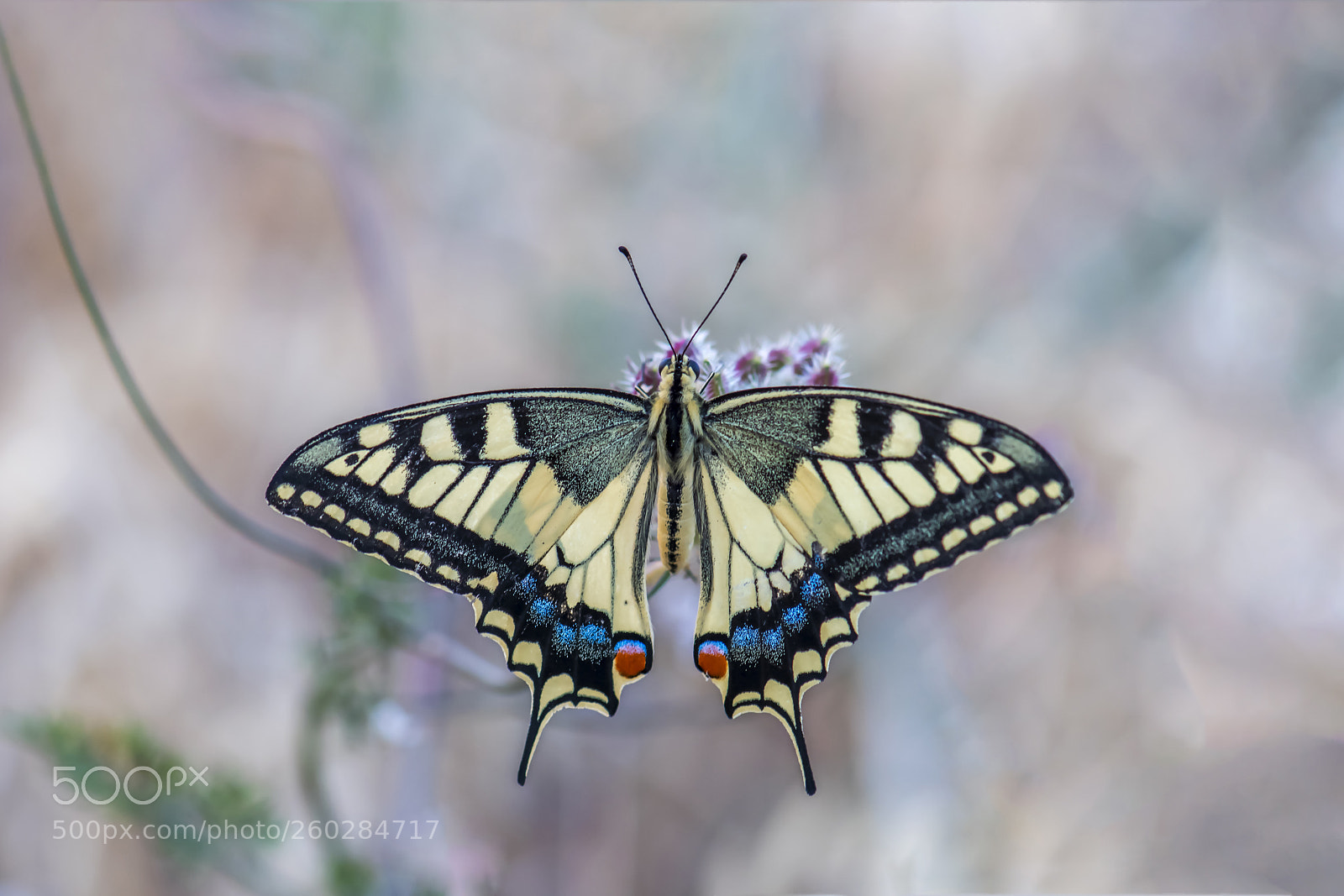 Nikon D500 sample photo. Papilio photography