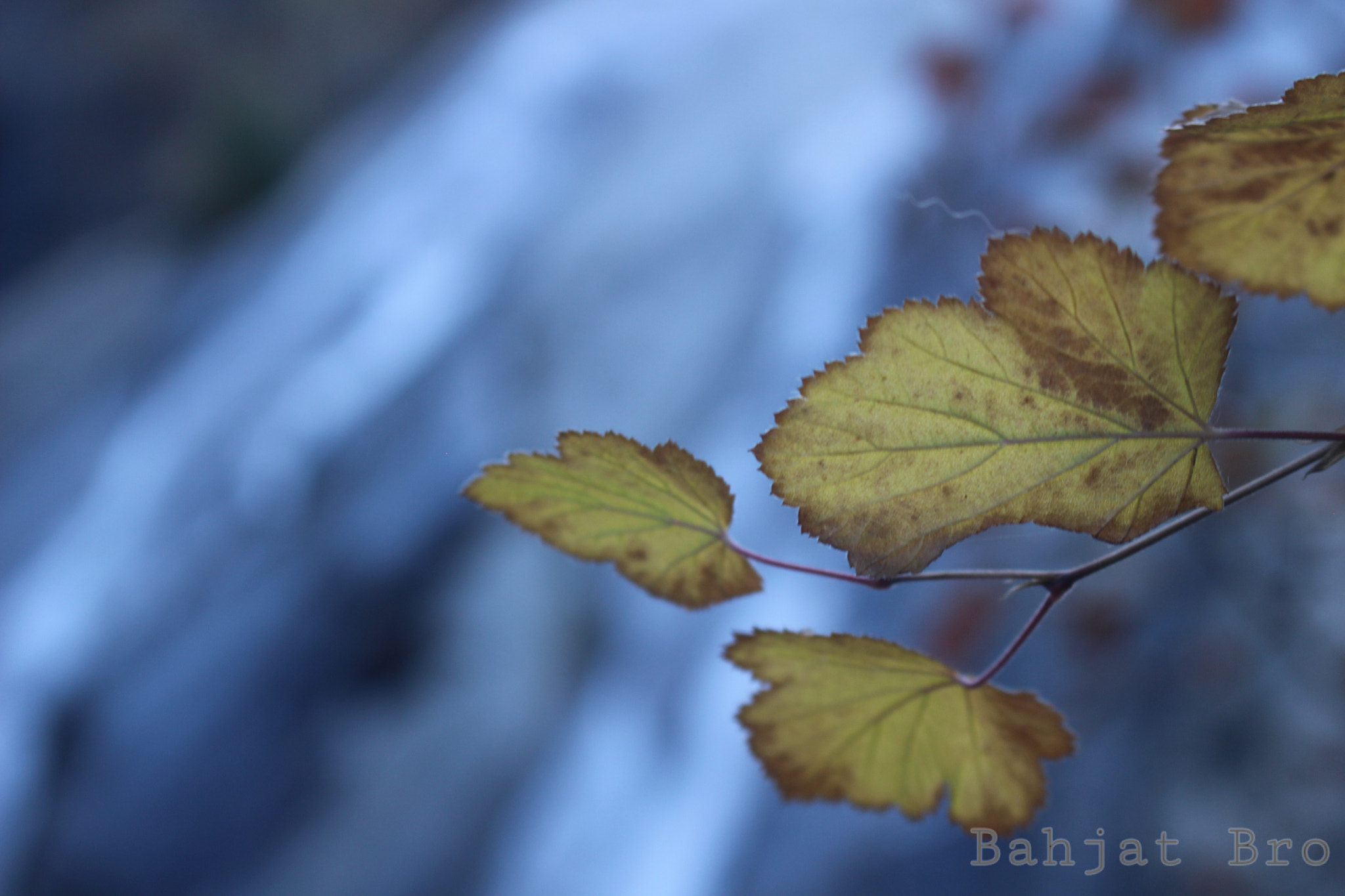 Canon EOS 100D (EOS Rebel SL1 / EOS Kiss X7) sample photo. Close up and falls  beauty photography