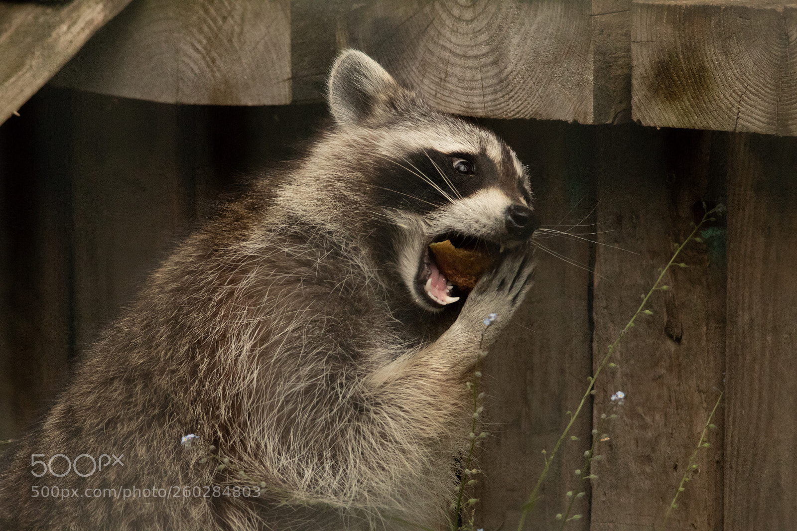 Canon EOS 1300D (EOS Rebel T6 / EOS Kiss X80) sample photo. Raccoon photography
