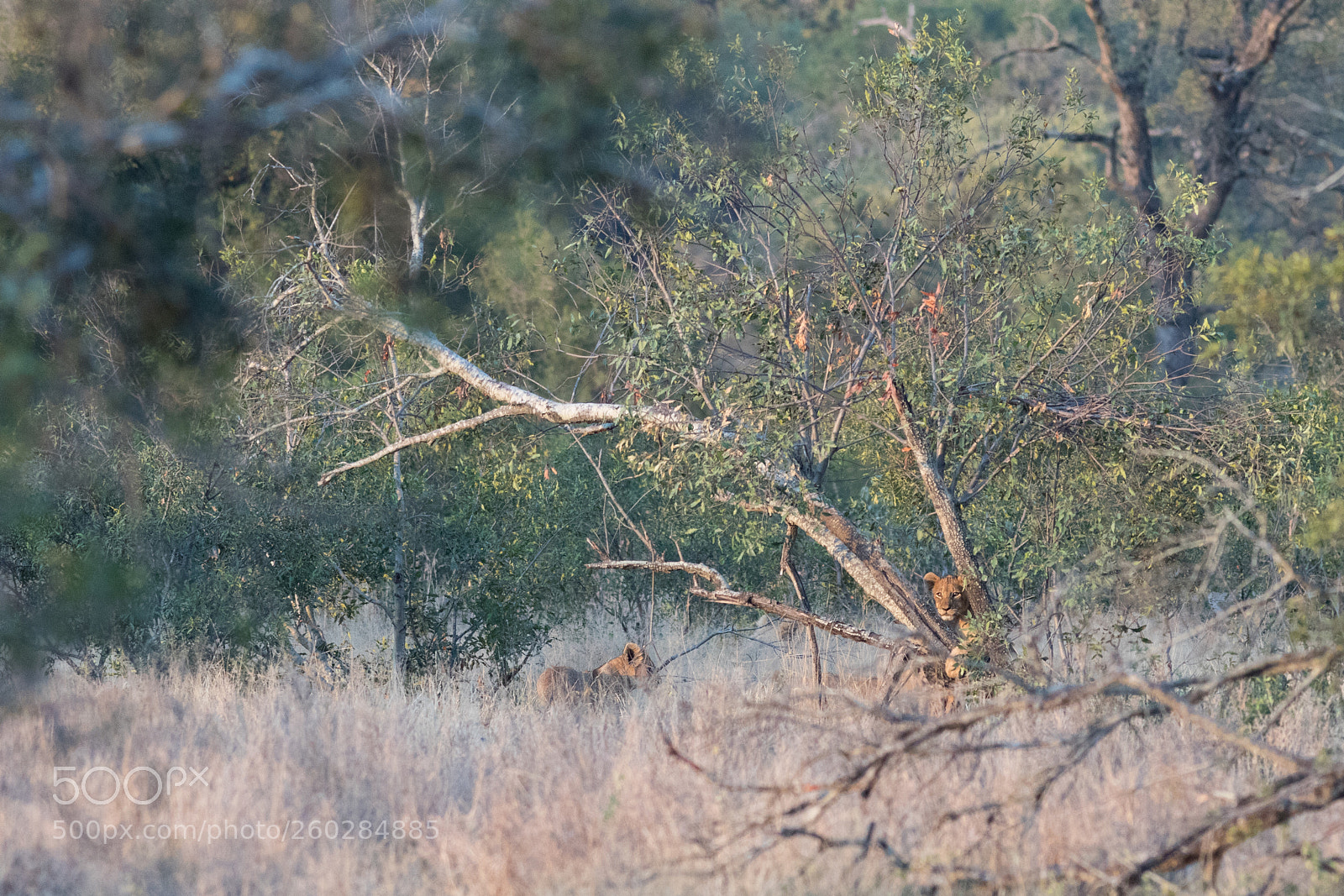 Canon EOS 7D Mark II sample photo. Chat perch veut jouer photography
