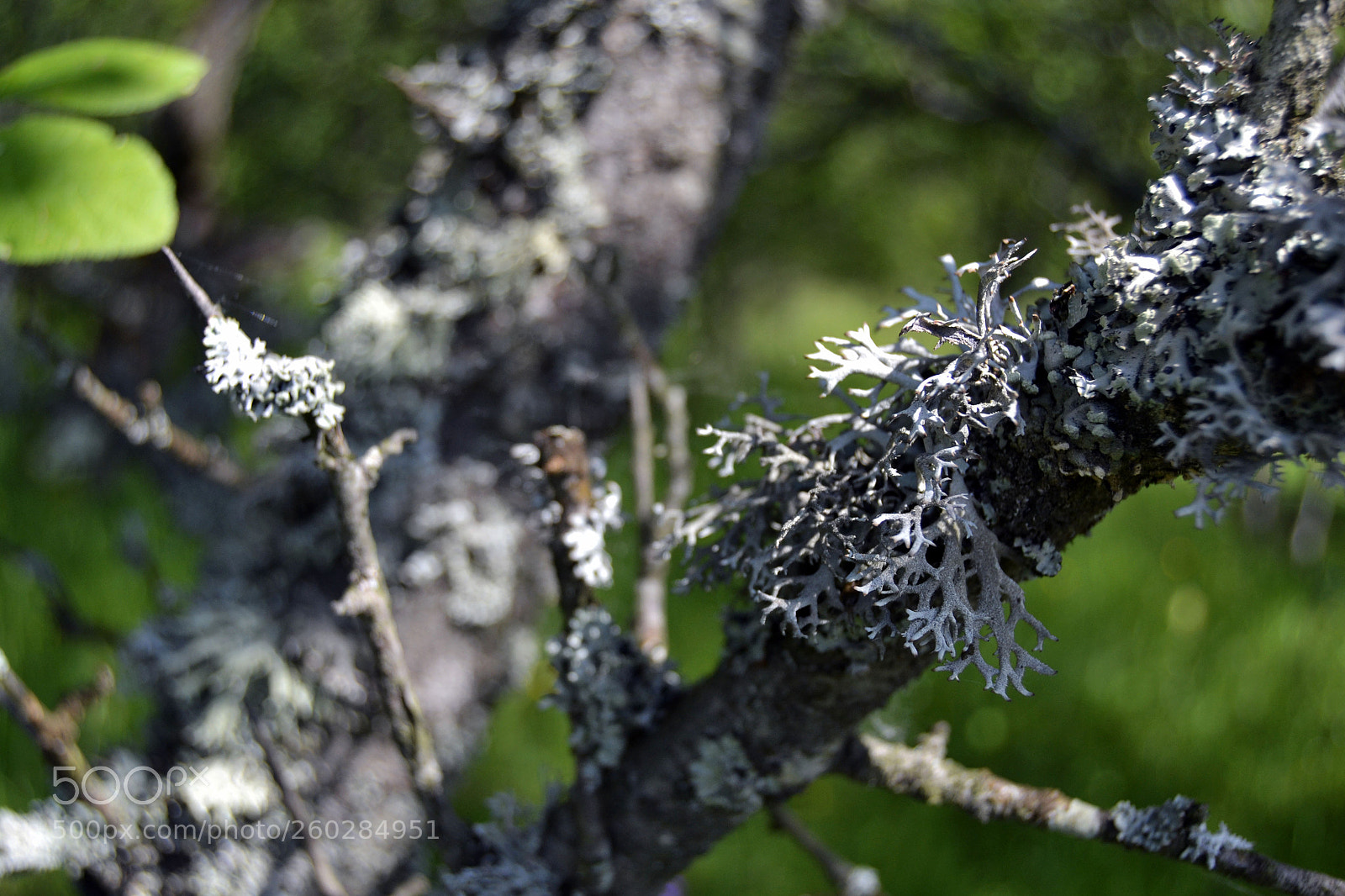 Nikon D3100 sample photo. *_^ photography