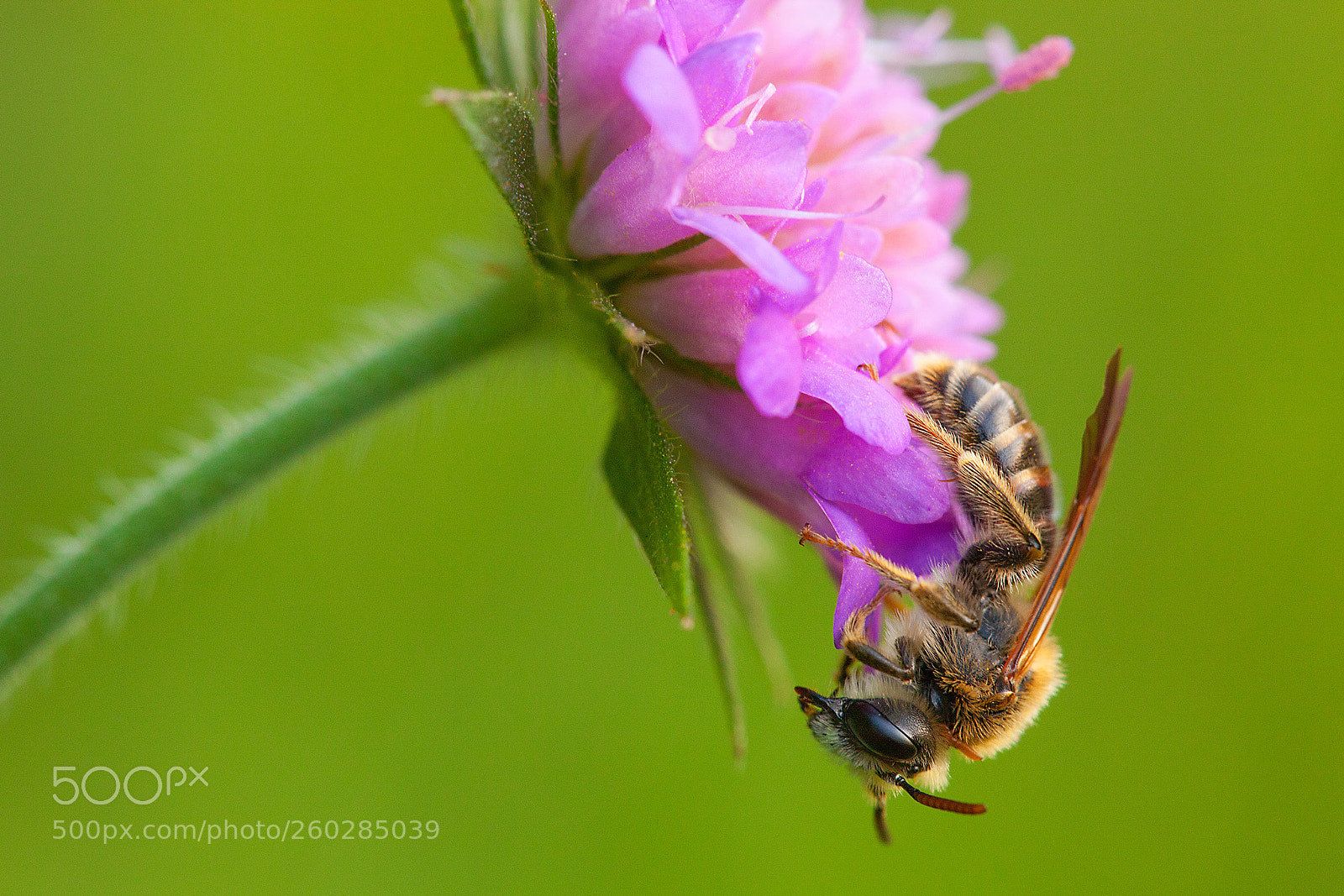 Canon EOS 5D Mark II sample photo. Relax photography