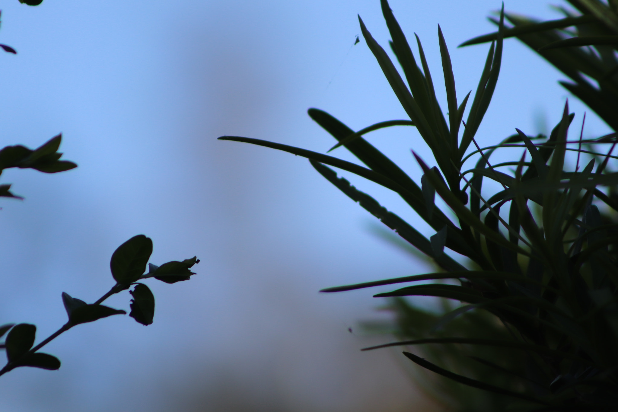 Canon EF 75-300mm f/4-5.6 sample photo. Img photography