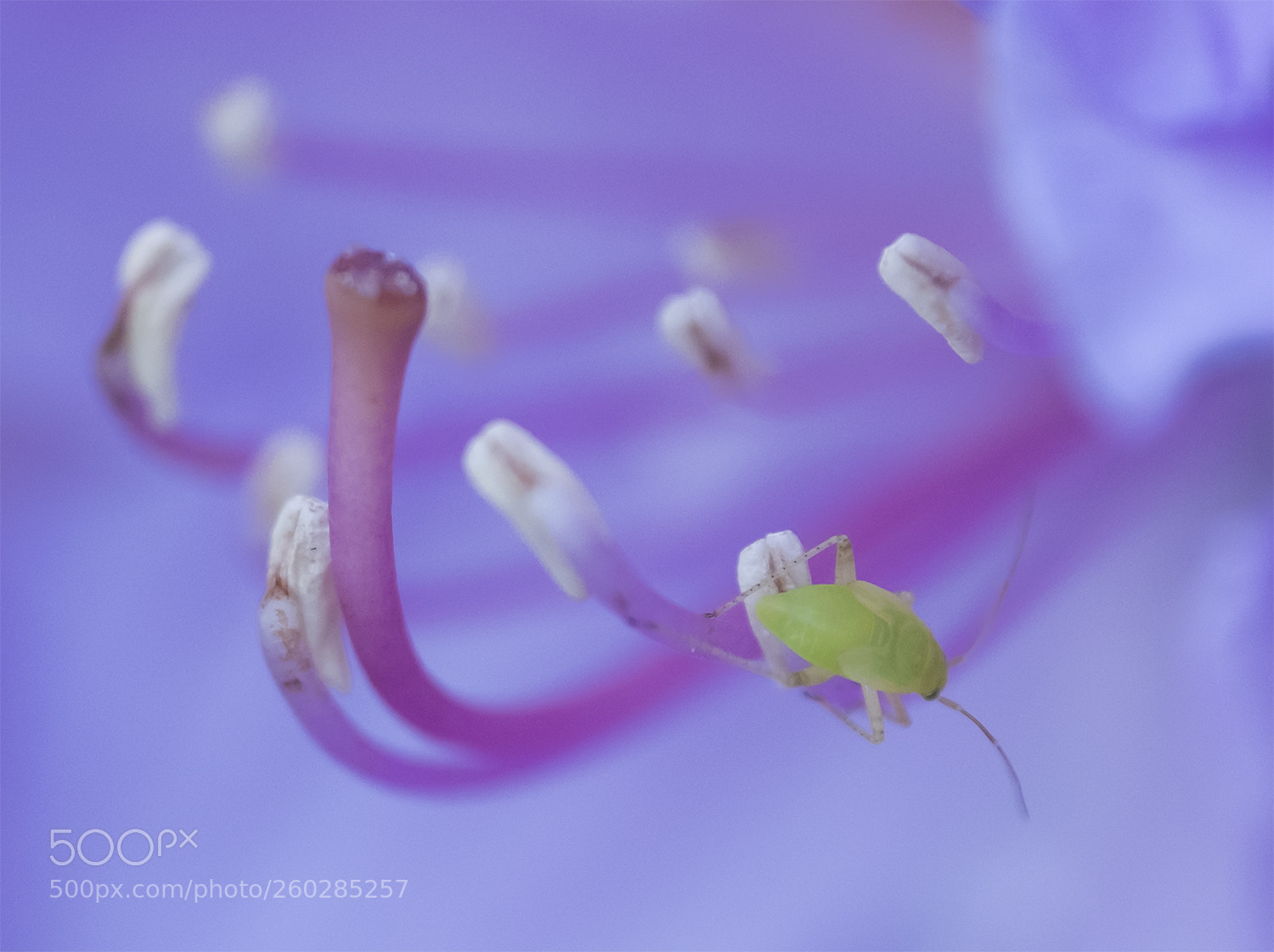Fujifilm X-T2 sample photo. Purple world photography