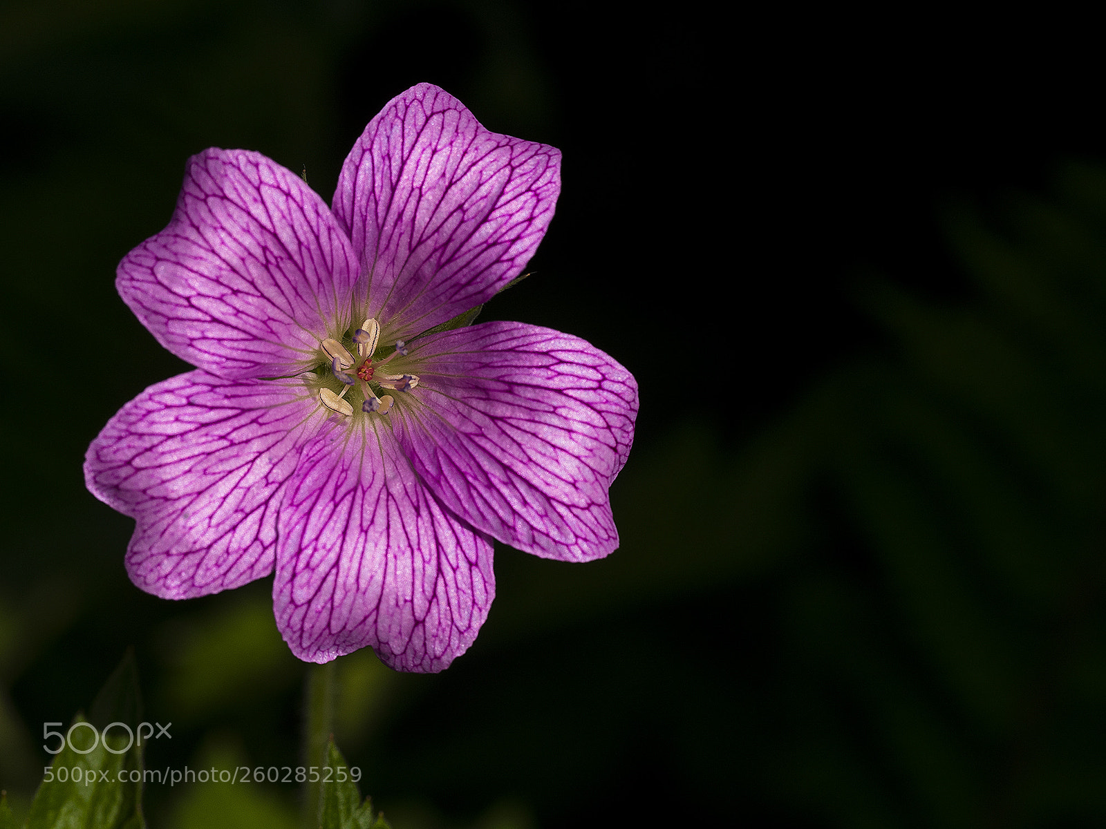 Olympus OM-D E-M5 II sample photo. Cranesbill geranium photography