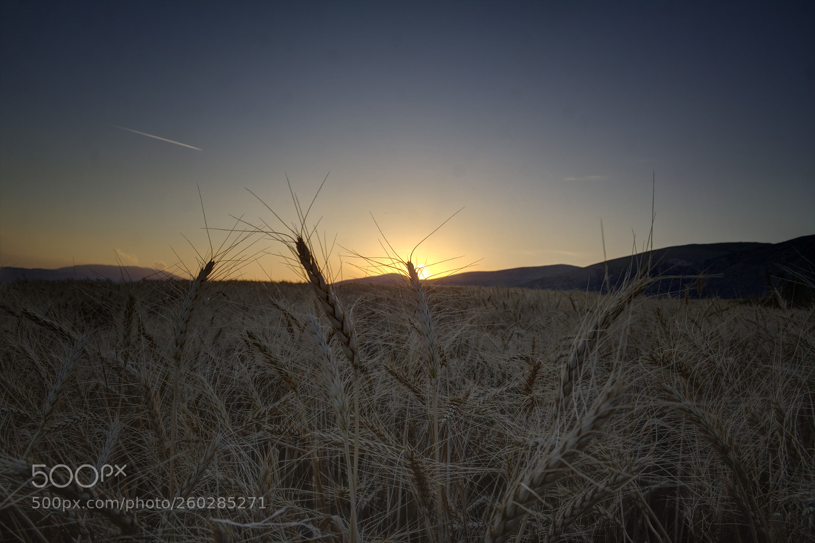Canon EOS 50D sample photo. Wheat field photography