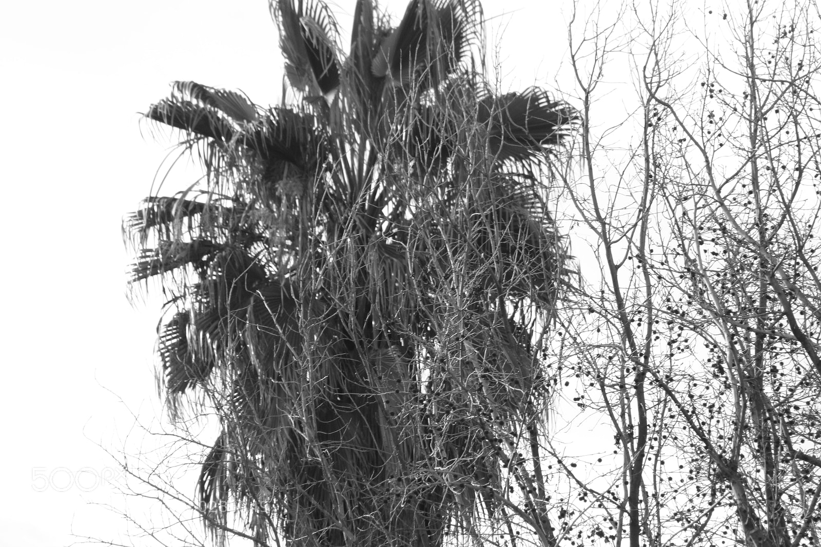 Canon EF 75-300mm f/4-5.6 sample photo. Tree photography
