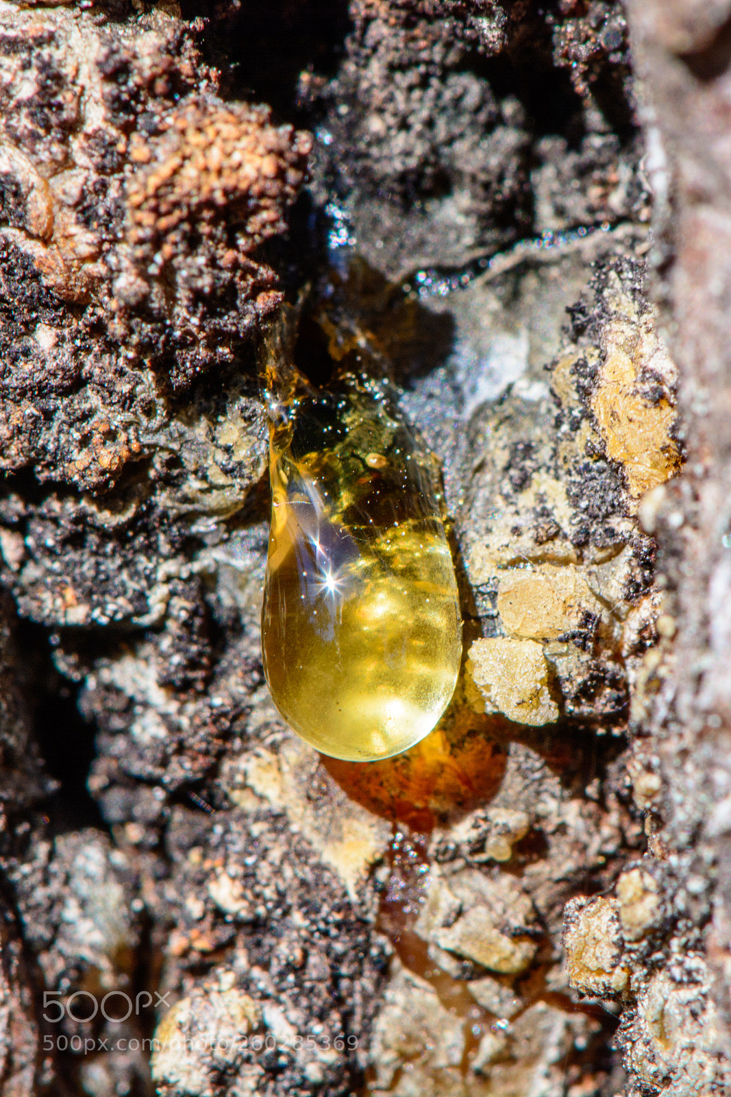 Nikon D7100 sample photo. A drop of pine photography
