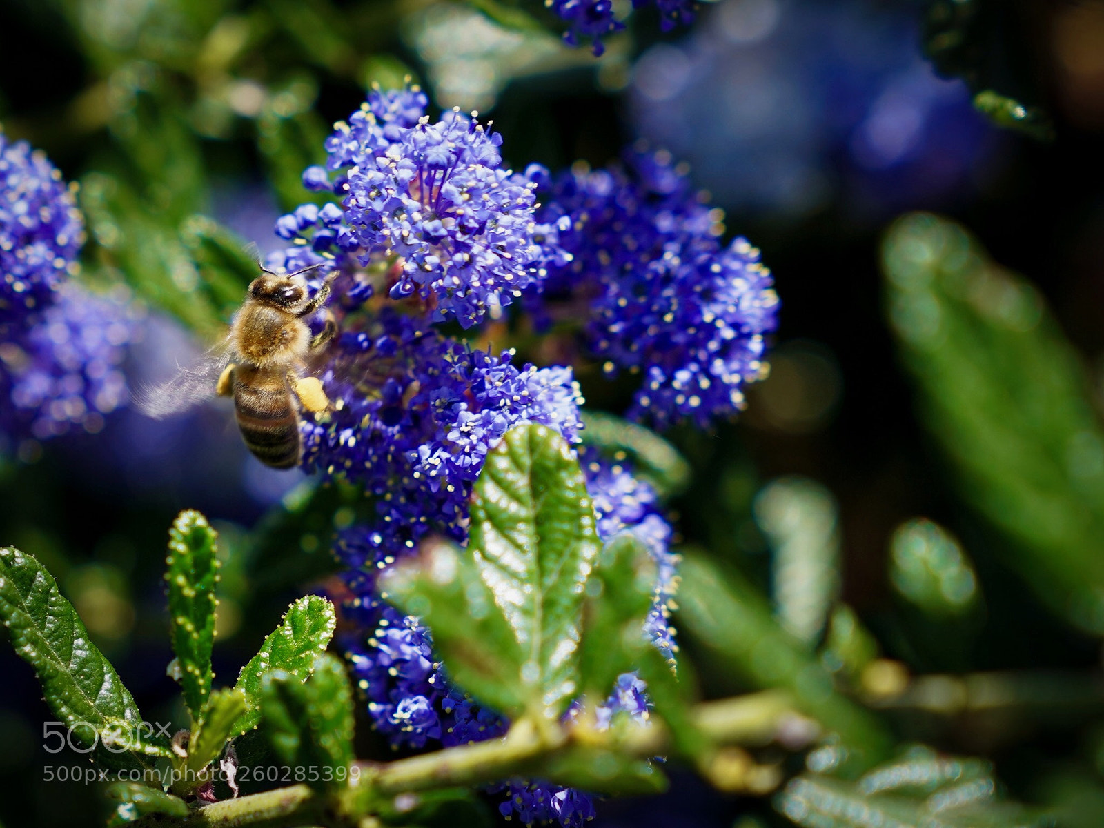 Sony a7 III sample photo. Honey bee  photography
