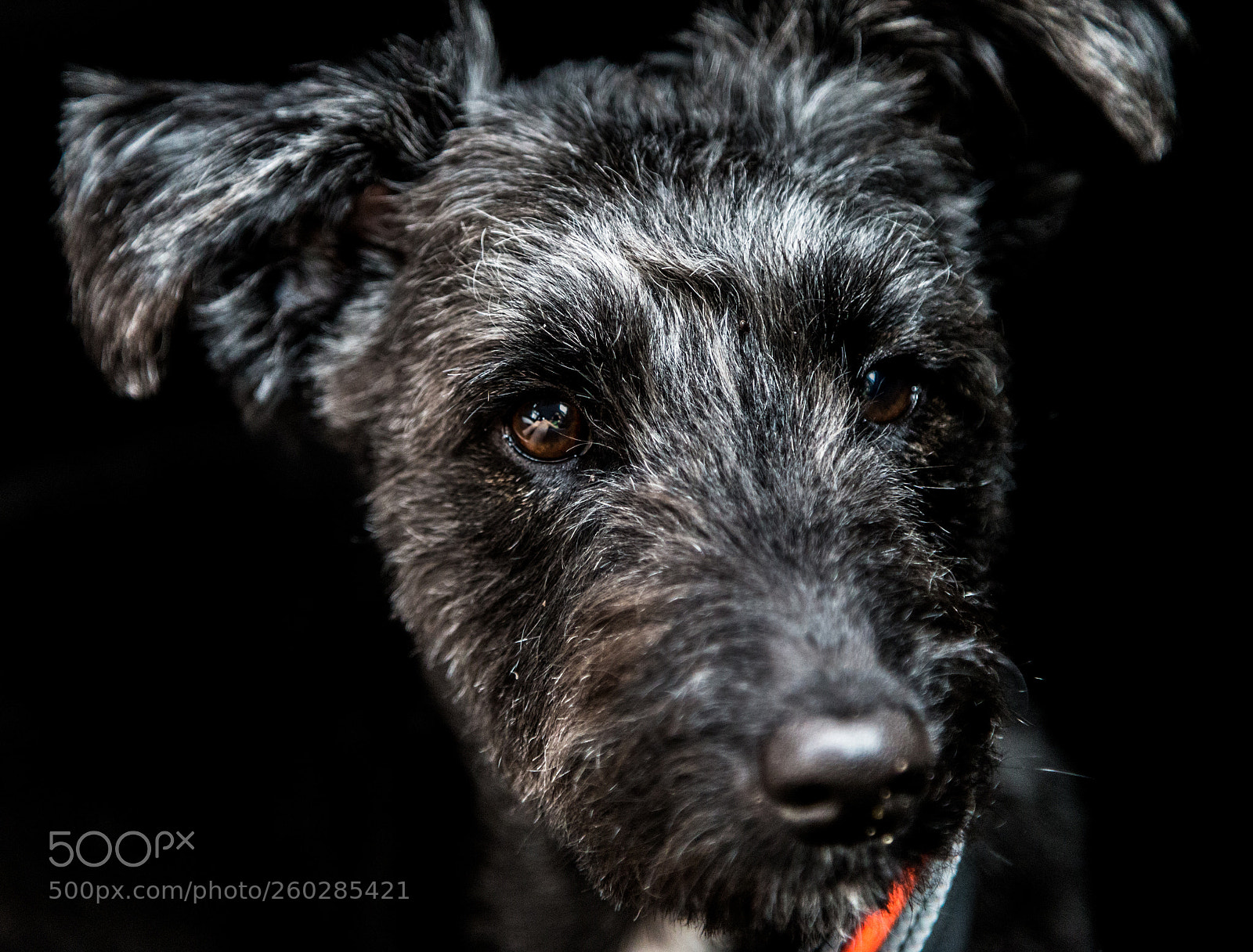 Canon EOS 6D sample photo. Puma photography
