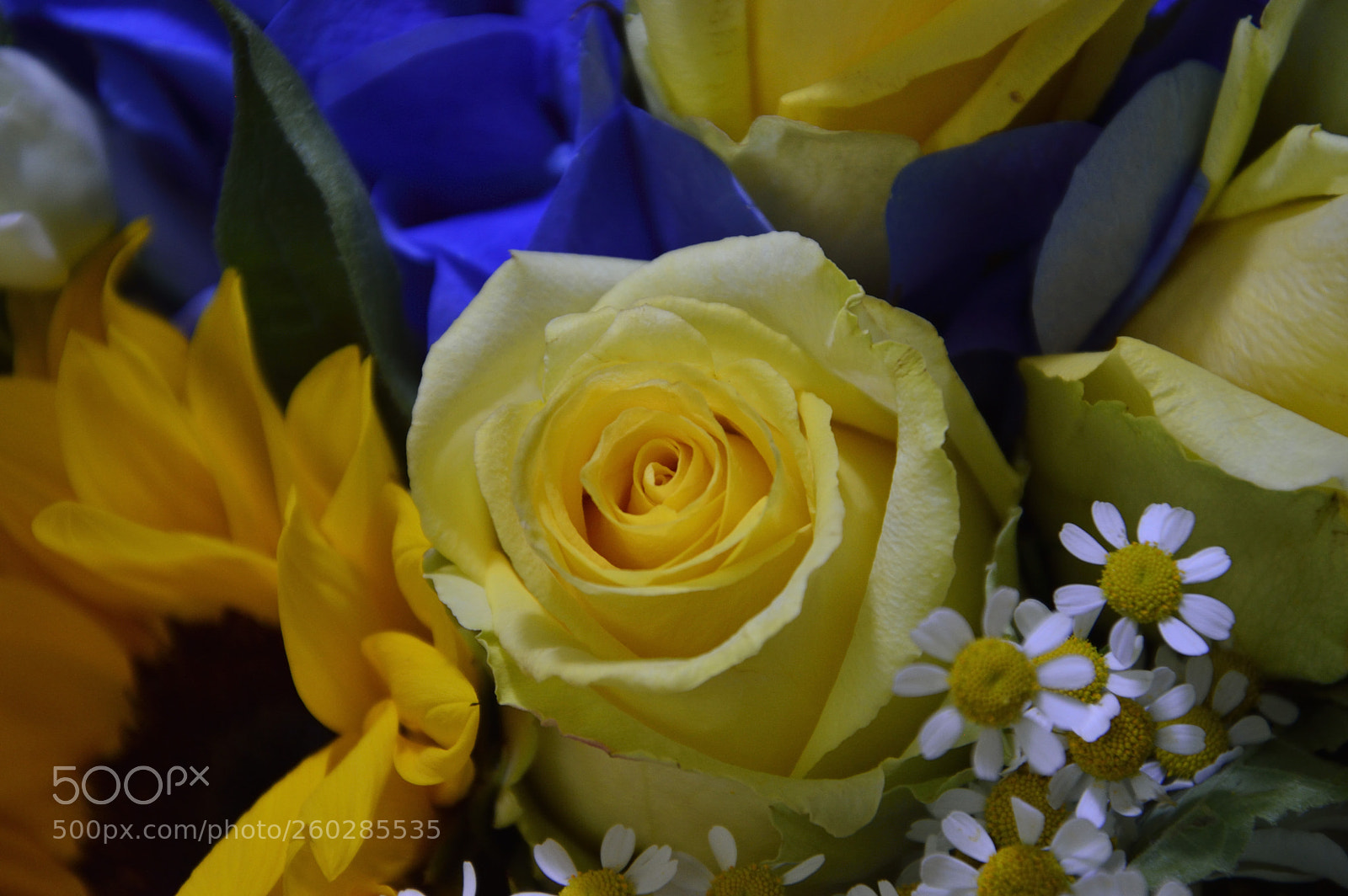 Nikon D3200 sample photo. Rosa photography