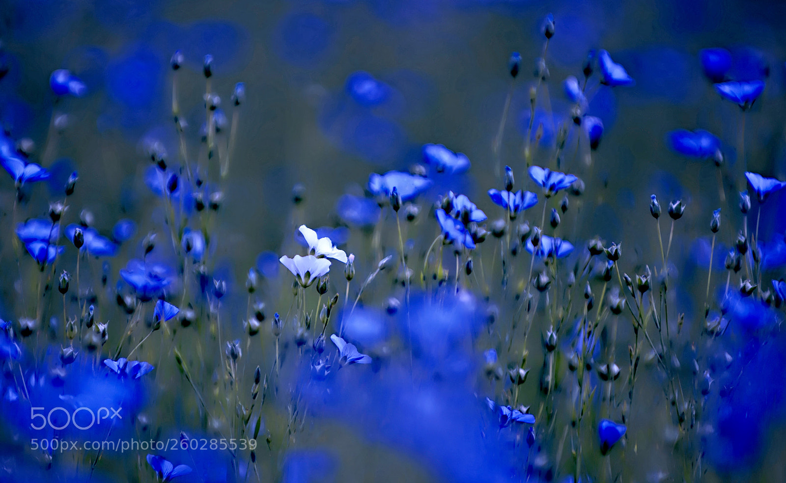 Nikon D700 sample photo. Fleurs de lin photography