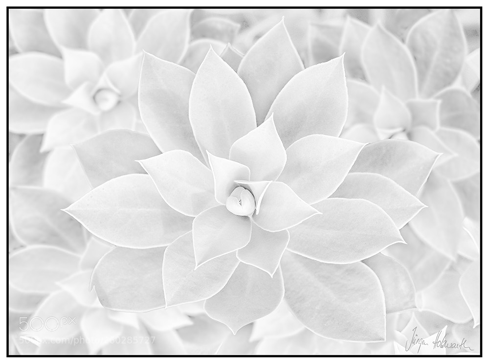 Nikon D5100 sample photo. Euphorbia photography