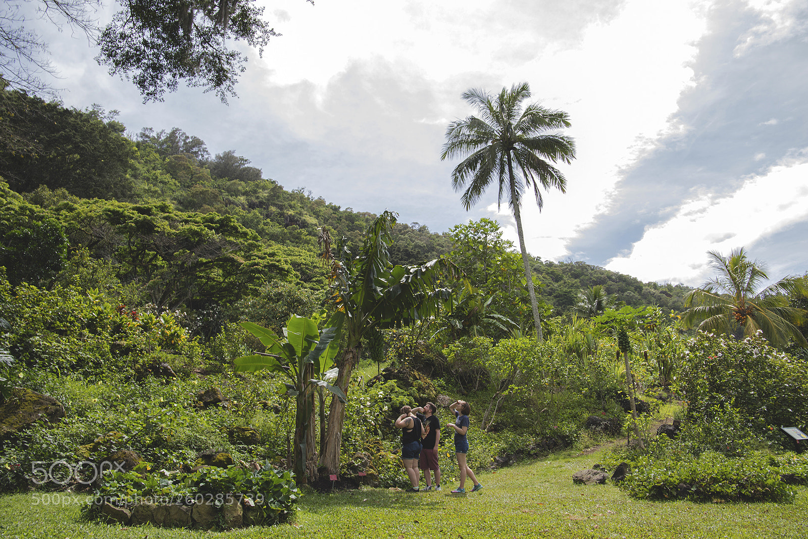 Canon EOS 6D Mark II sample photo. Hike to waimea falls photography