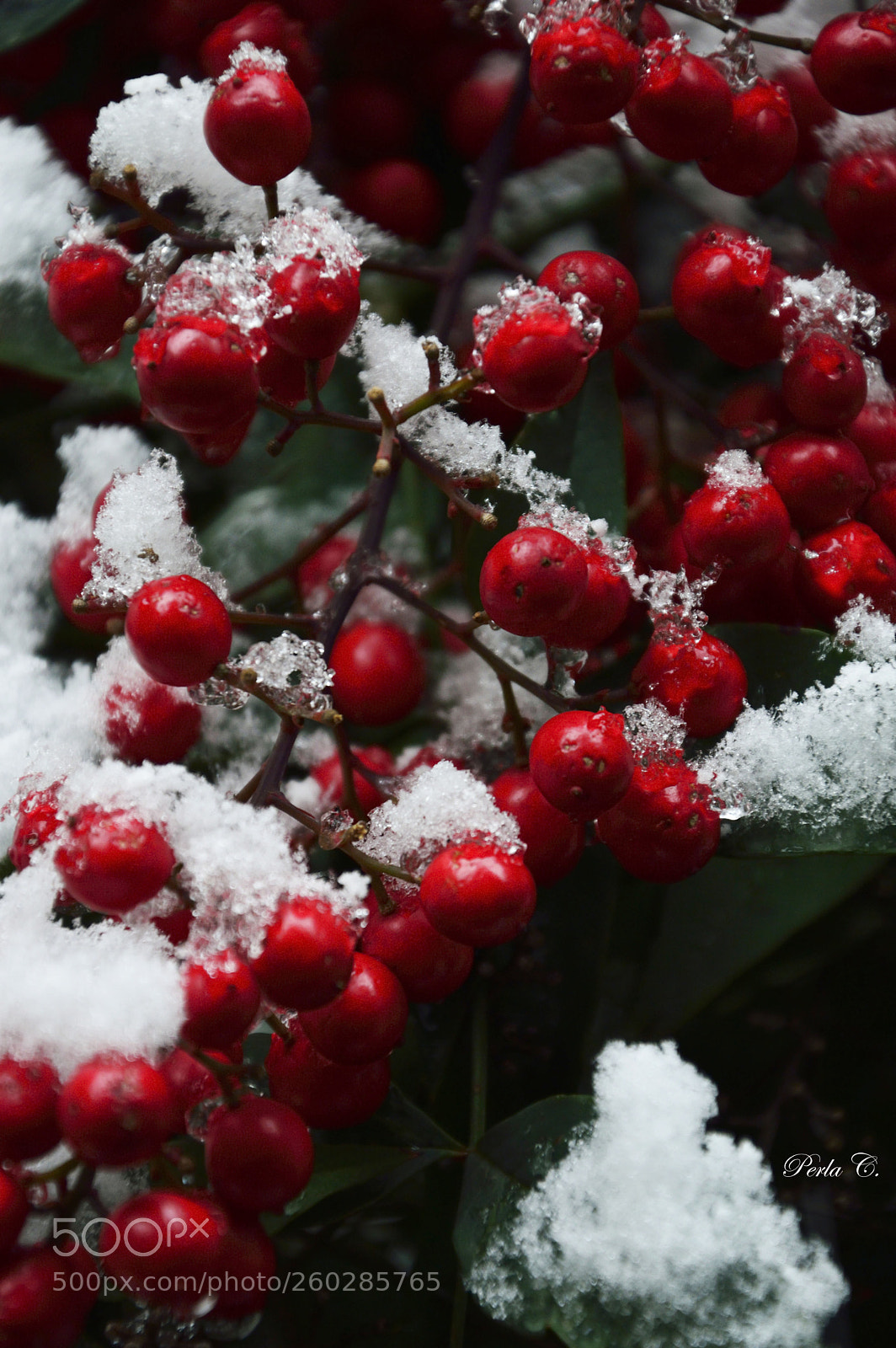 Nikon D3200 sample photo. Neve e bacche photography