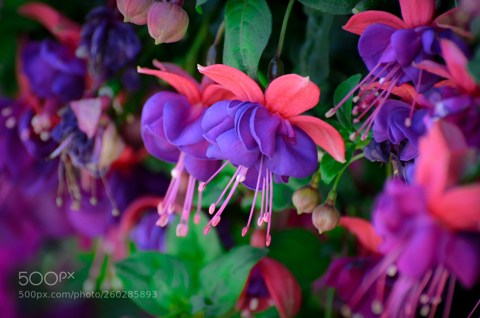 Nikon D7000 sample photo. Purple flowers photography
