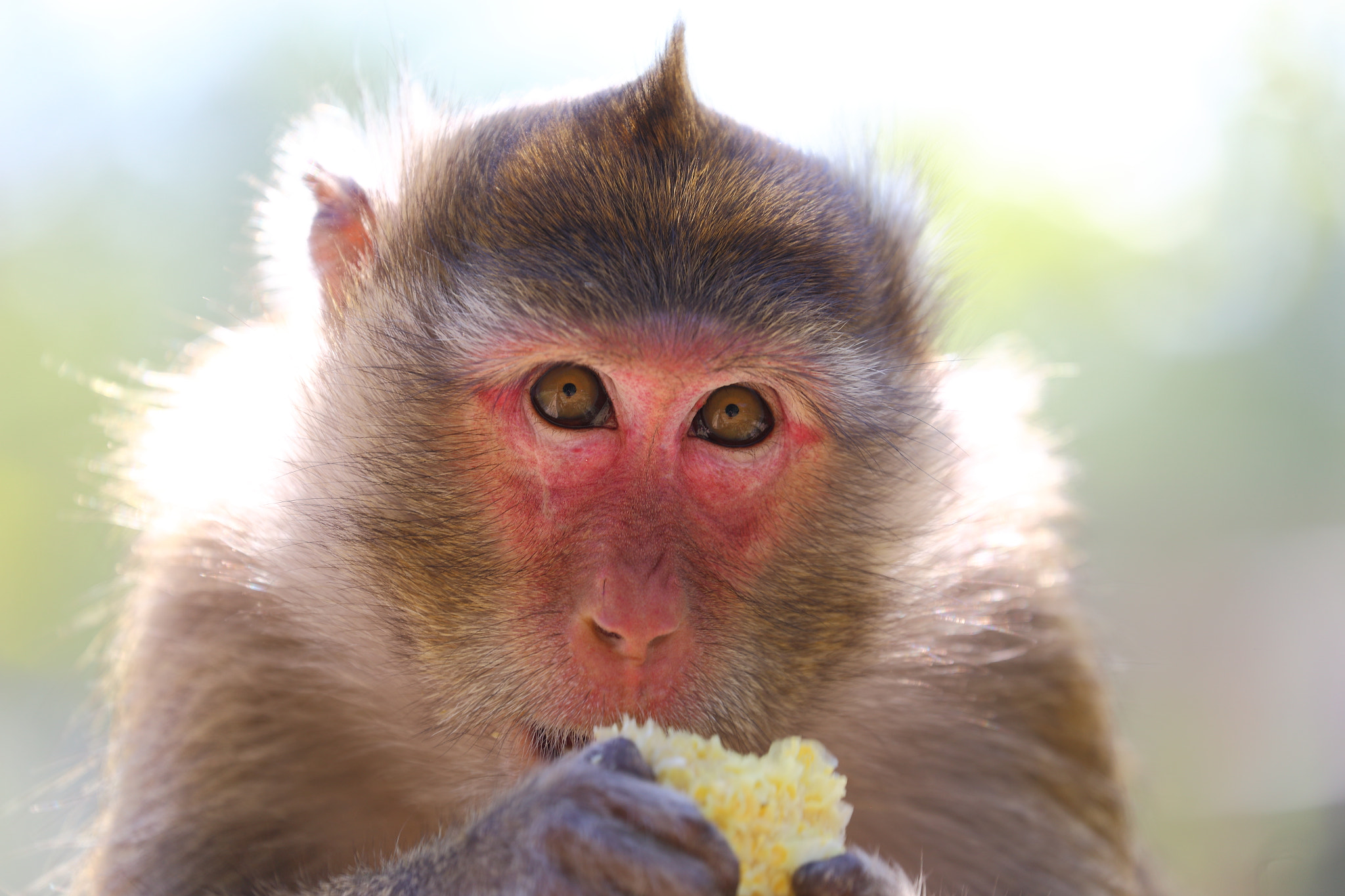 Canon EF 70-300mm F4-5.6L IS USM sample photo. Macaque with stolen food photography