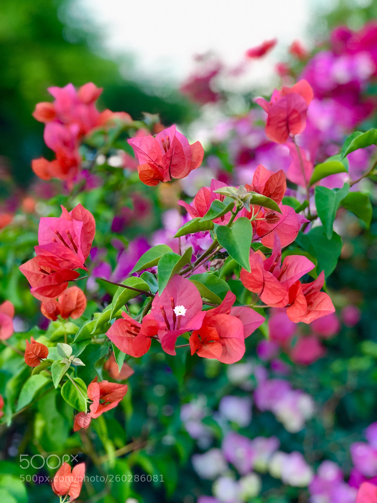 Apple iPhone 8 Plus sample photo. My favorite color bougainvillea. photography