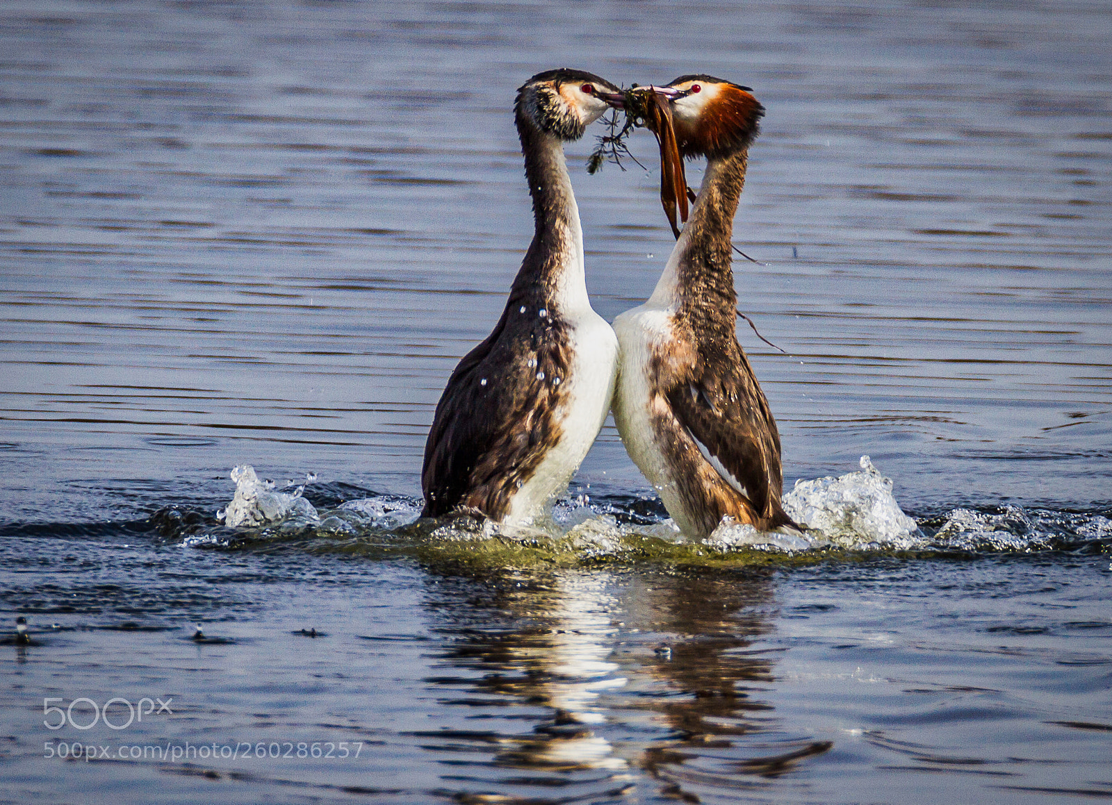 Canon EOS 7D sample photo. Courtship dance photography