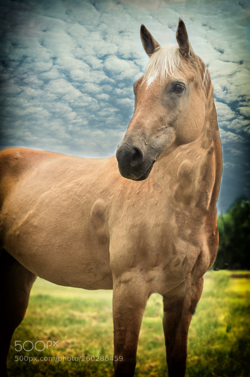 Nikon D3200 sample photo. Gentle giant photography
