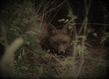 Nikon D5100 sample photo. The fox. photography