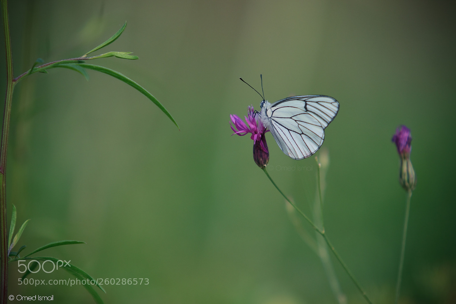 Canon EOS 600D (Rebel EOS T3i / EOS Kiss X5) sample photo. Butterfly photography