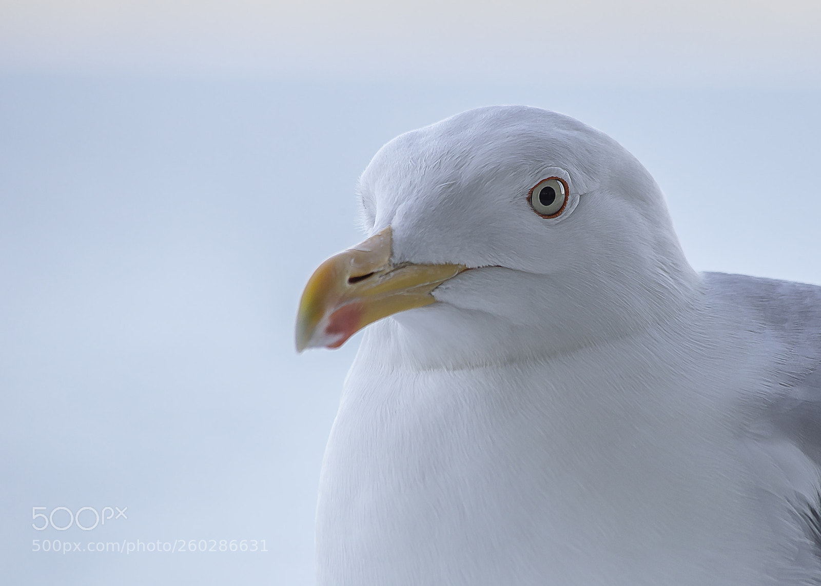Canon EOS 6D sample photo. Seagull photography