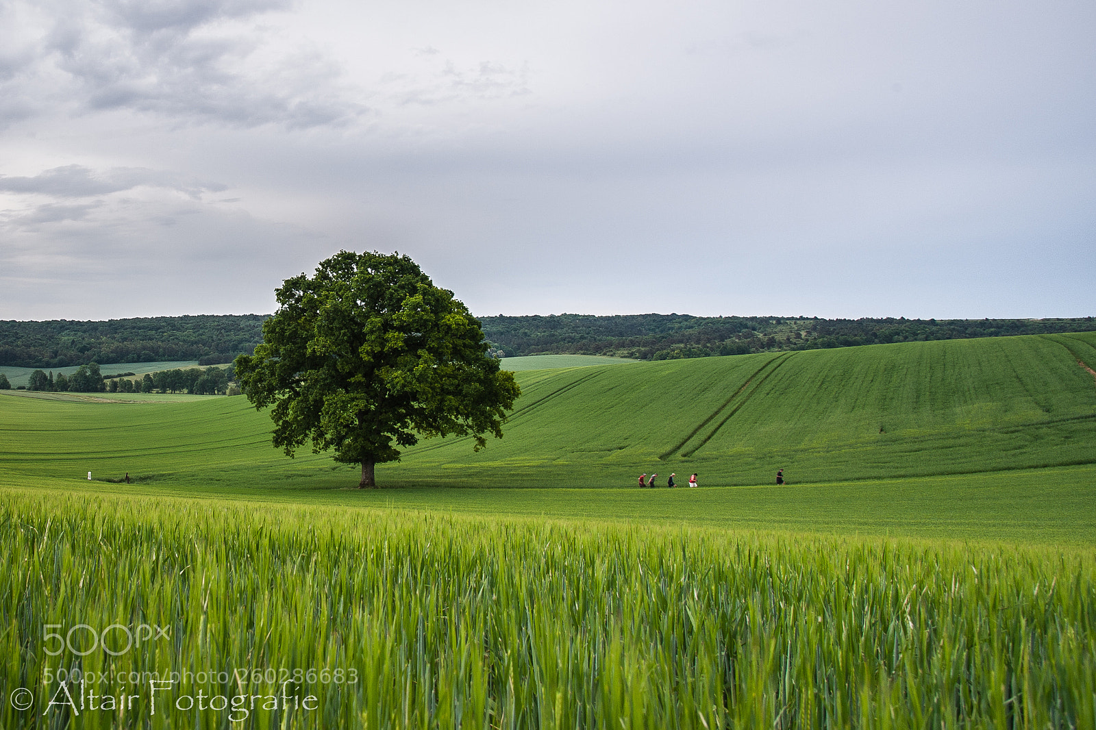 Nikon D700 sample photo. The returning tree huggers photography