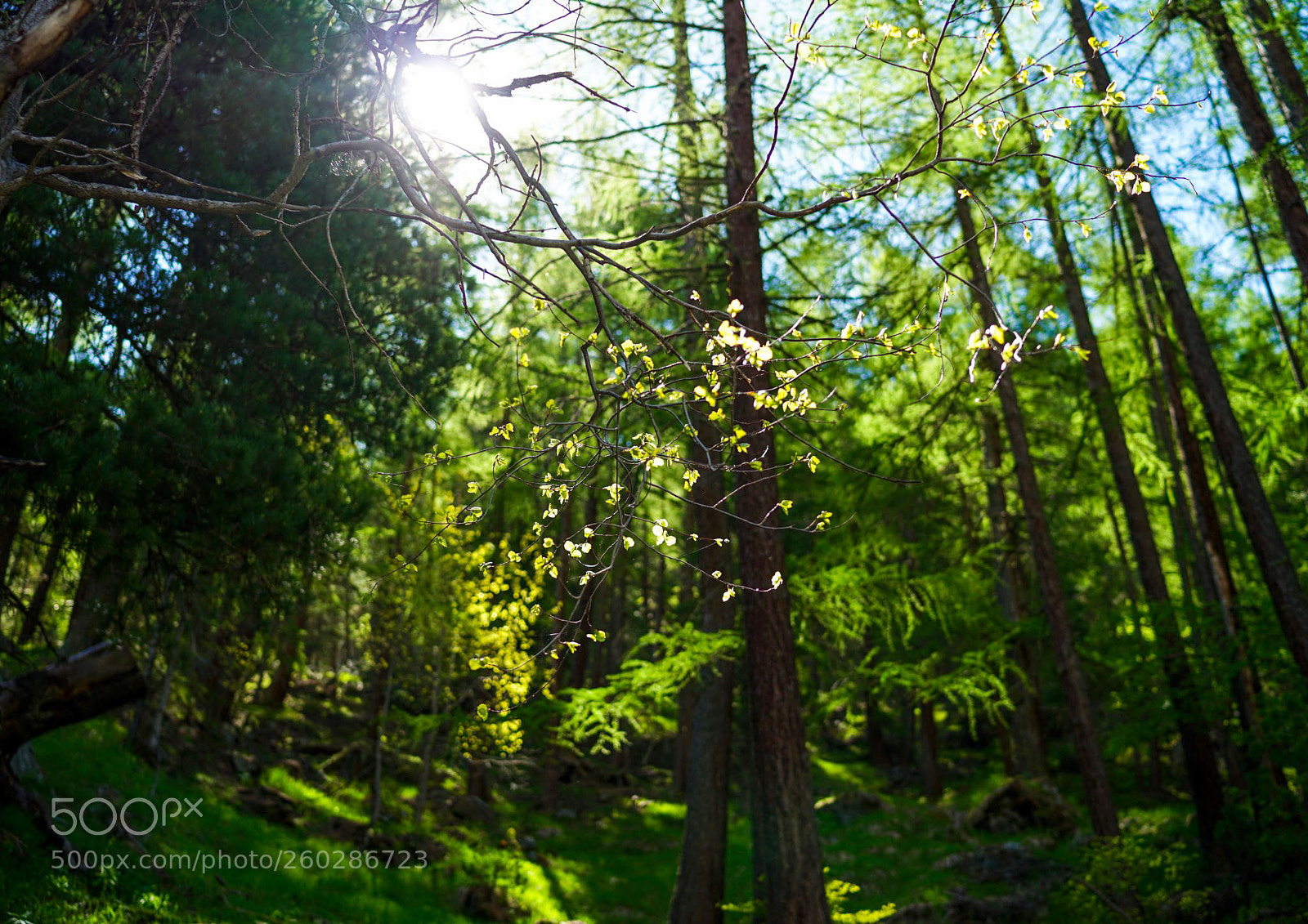 Sony a7 II sample photo. Untitled photography