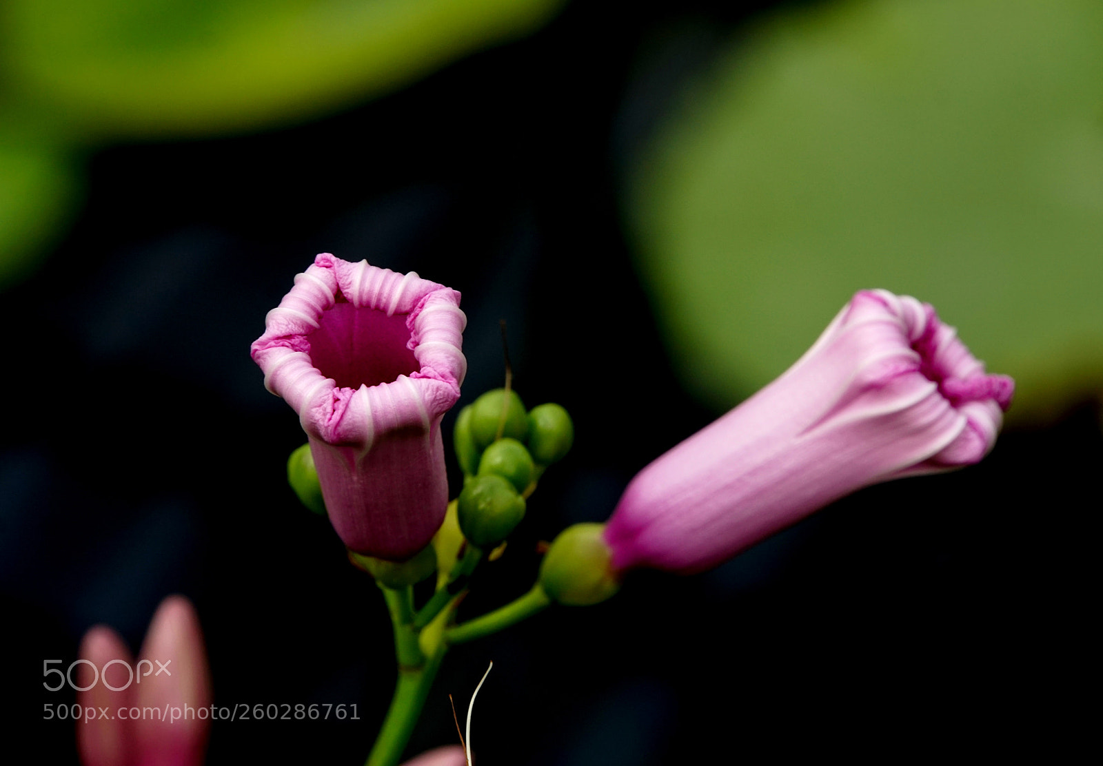 Sony a6300 sample photo. Kew gardens 6 photography