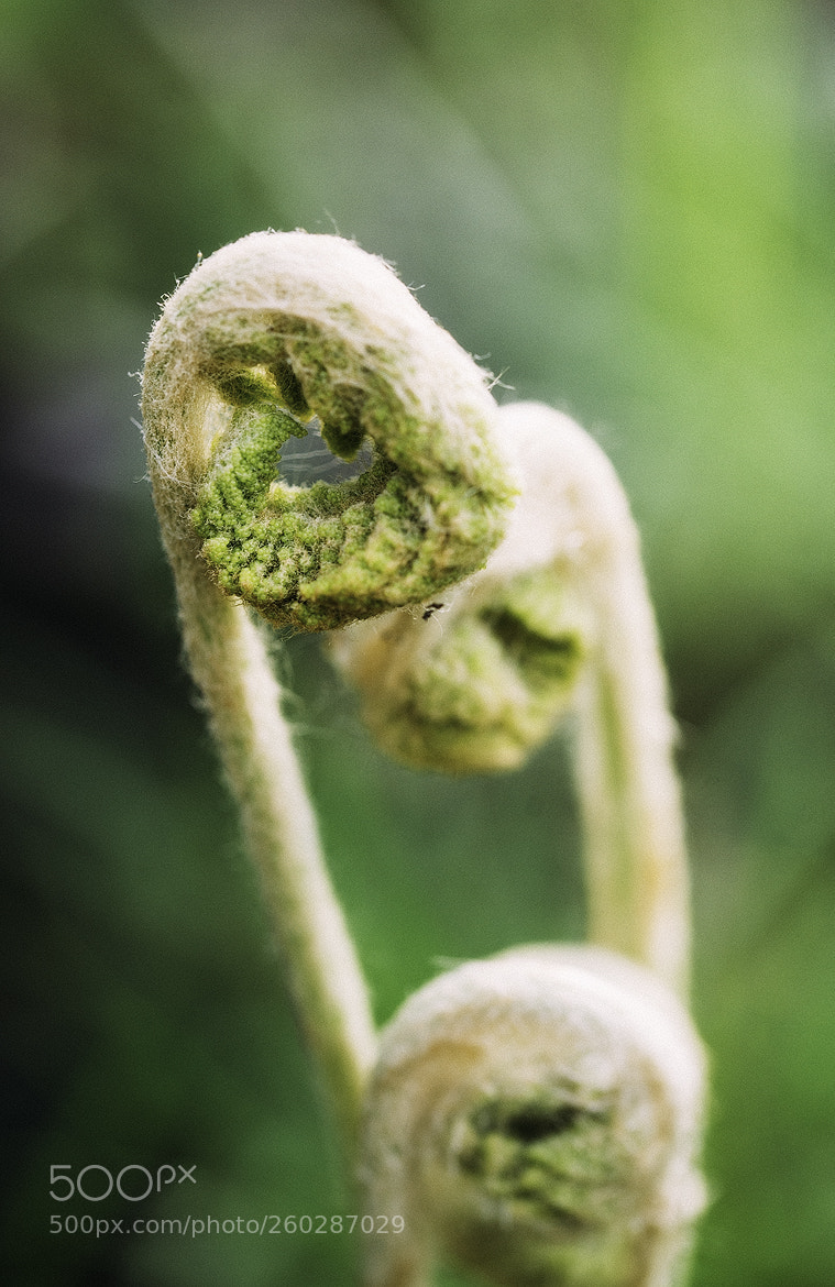 Nikon D600 sample photo. 180531 photography