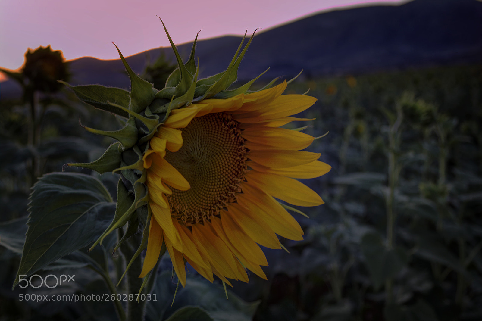 Canon EOS 50D sample photo. Lonely sunflower photography