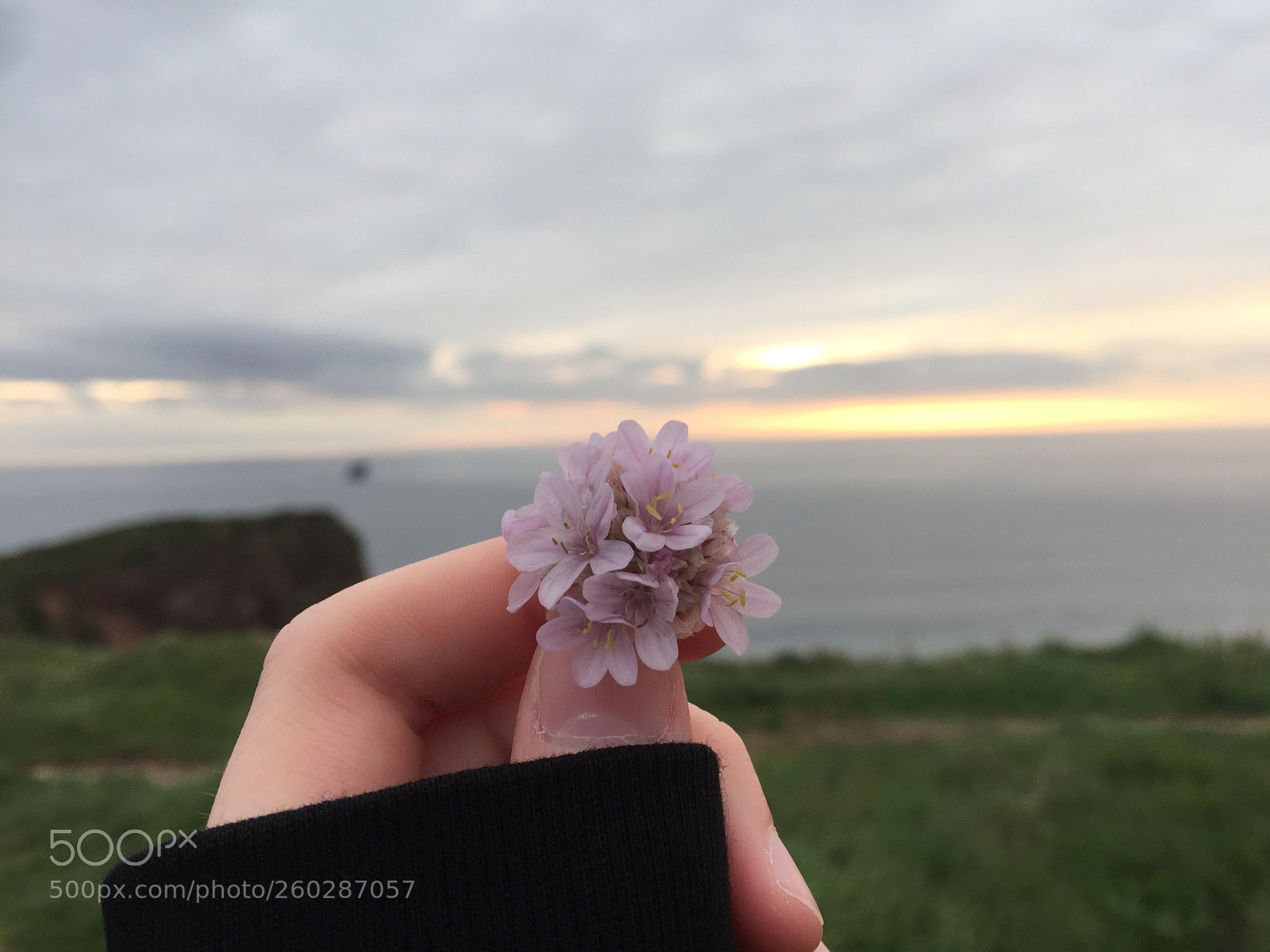 Apple iPhone 6 sample photo. Flowers by the sea photography