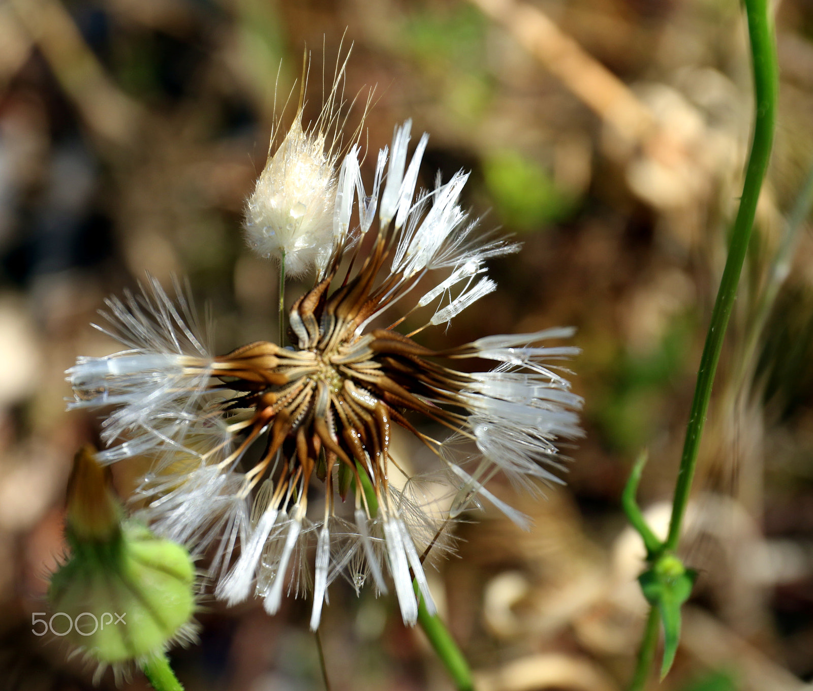 Canon EF 24-70mm F4L IS USM sample photo. Wild photography