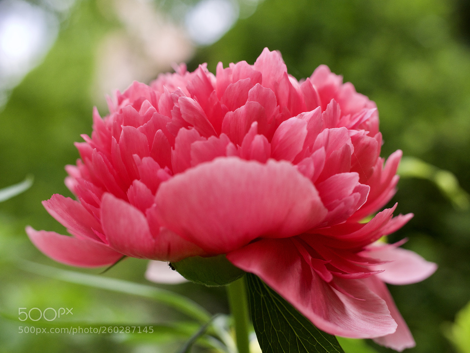 Panasonic Lumix DMC-GX85 (Lumix DMC-GX80 / Lumix DMC-GX7 Mark II) sample photo. Fullsizeoutput photography