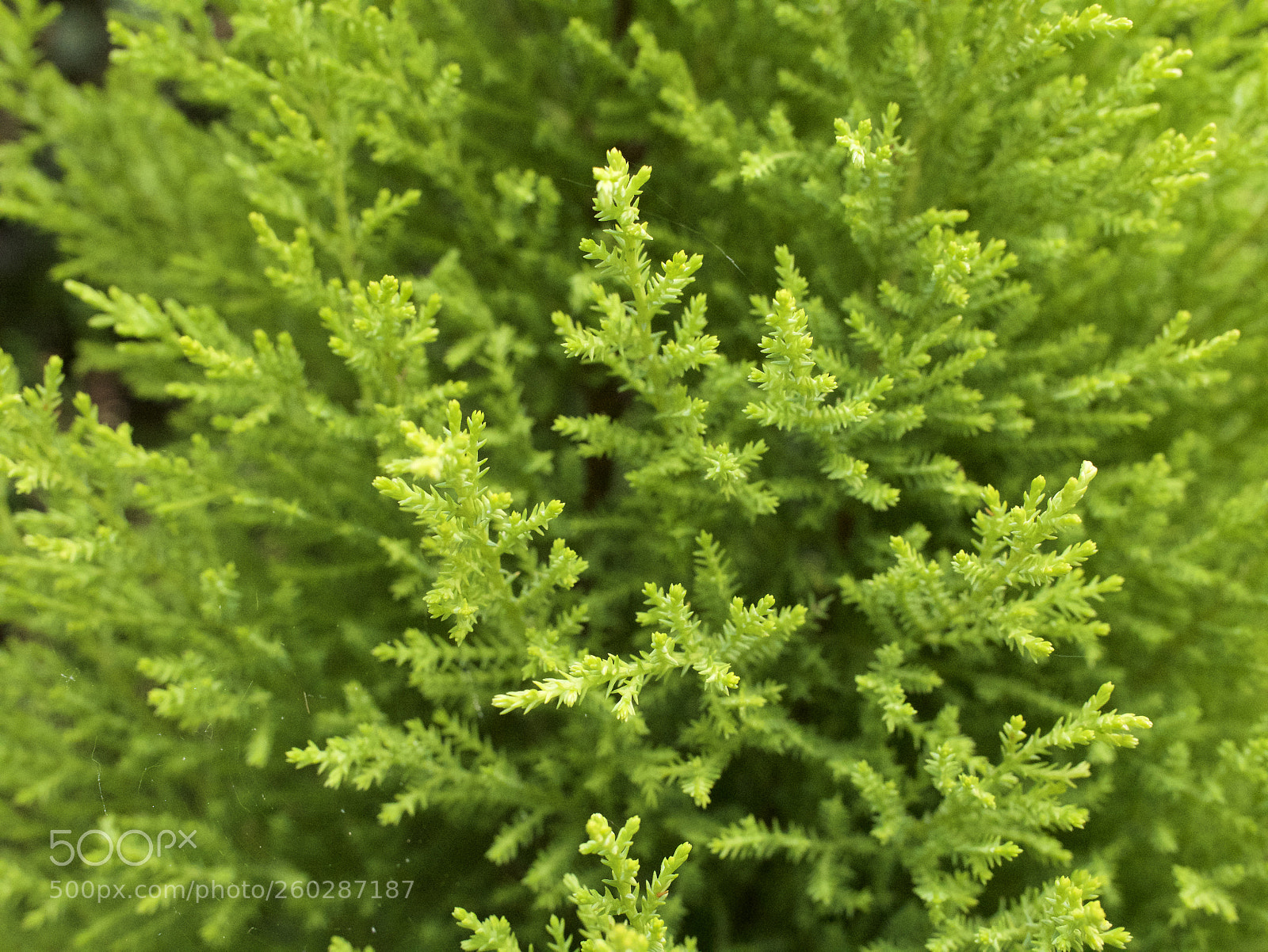 Panasonic Lumix DMC-GX85 (Lumix DMC-GX80 / Lumix DMC-GX7 Mark II) sample photo. Fullsizeoutput photography
