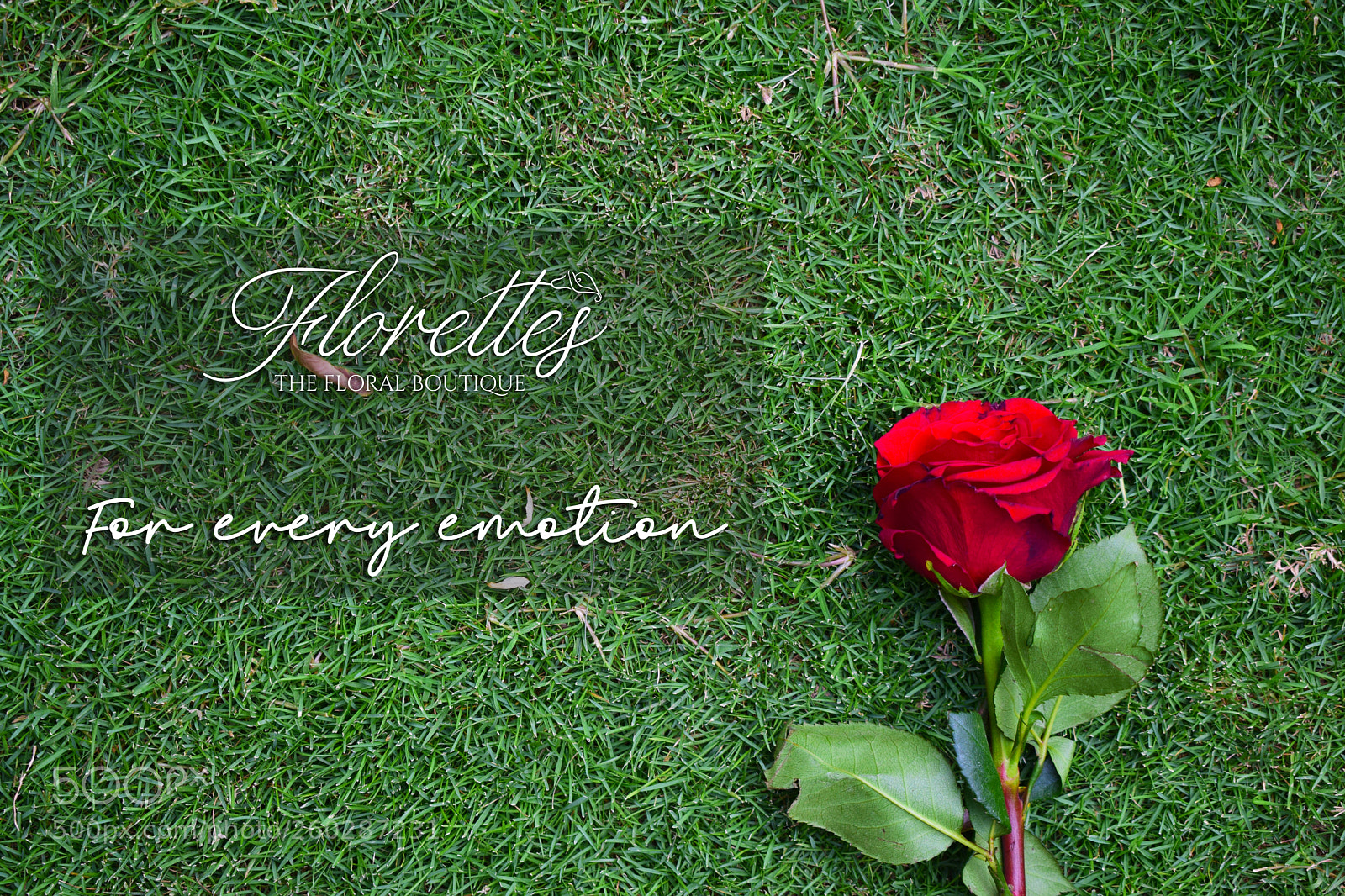 Nikon D5300 sample photo. Single rose ad photography