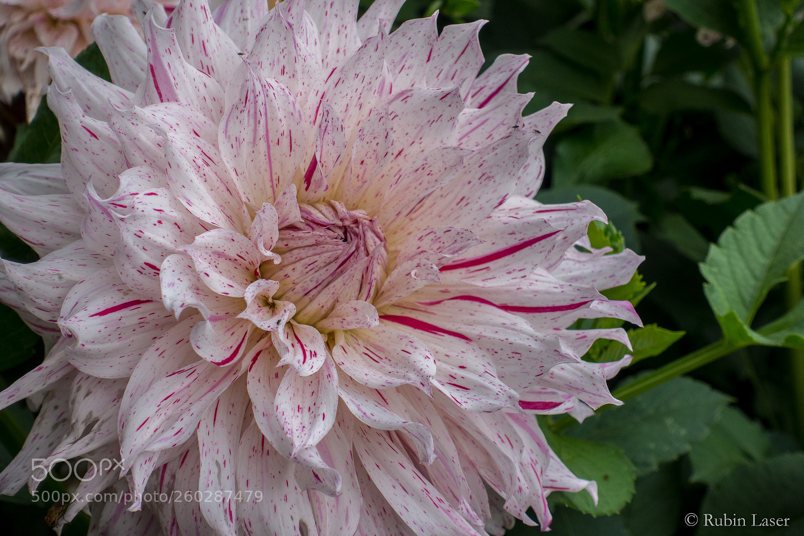 Sony Cyber-shot DSC-RX100 IV sample photo. Blume schloss dyck photography