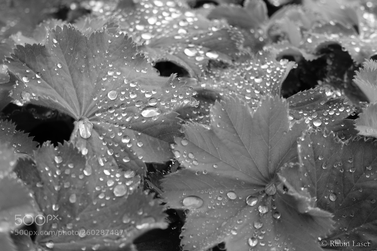 Sony Cyber-shot DSC-RX100 IV sample photo. Blätter und regentropfen photography