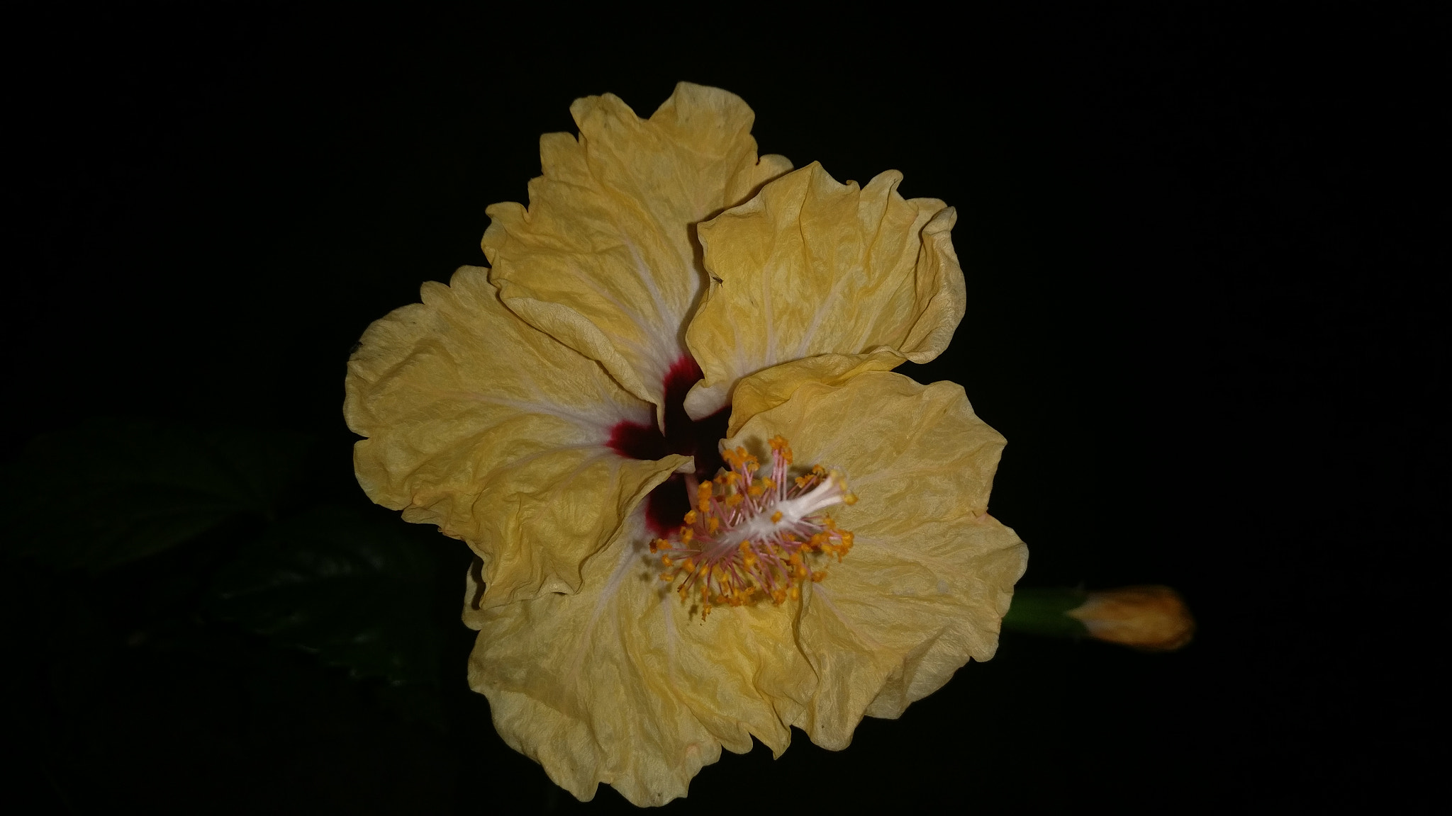 OnePlus A3003 sample photo