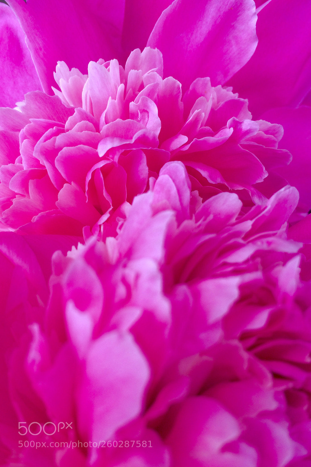 Apple iPhone 5s sample photo. A scent of softness  photography