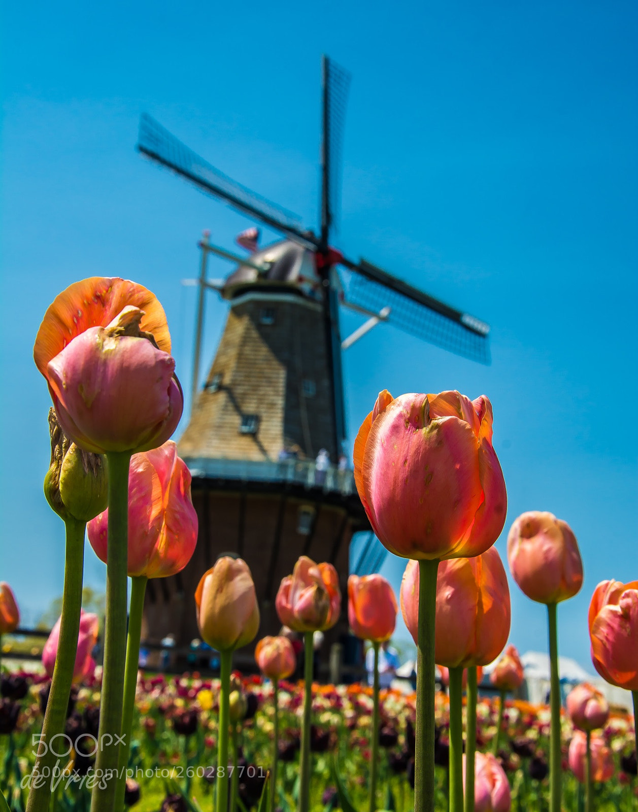 Nikon D7100 sample photo. As dutch as it photography