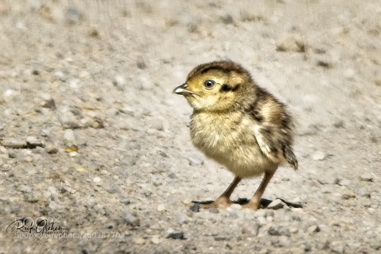 Canon EOS 80D sample photo. Baby ring-necked pheasant photography