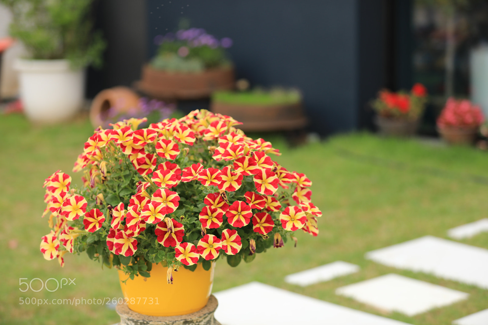 Canon EOS 5D Mark IV sample photo. Flowers photography