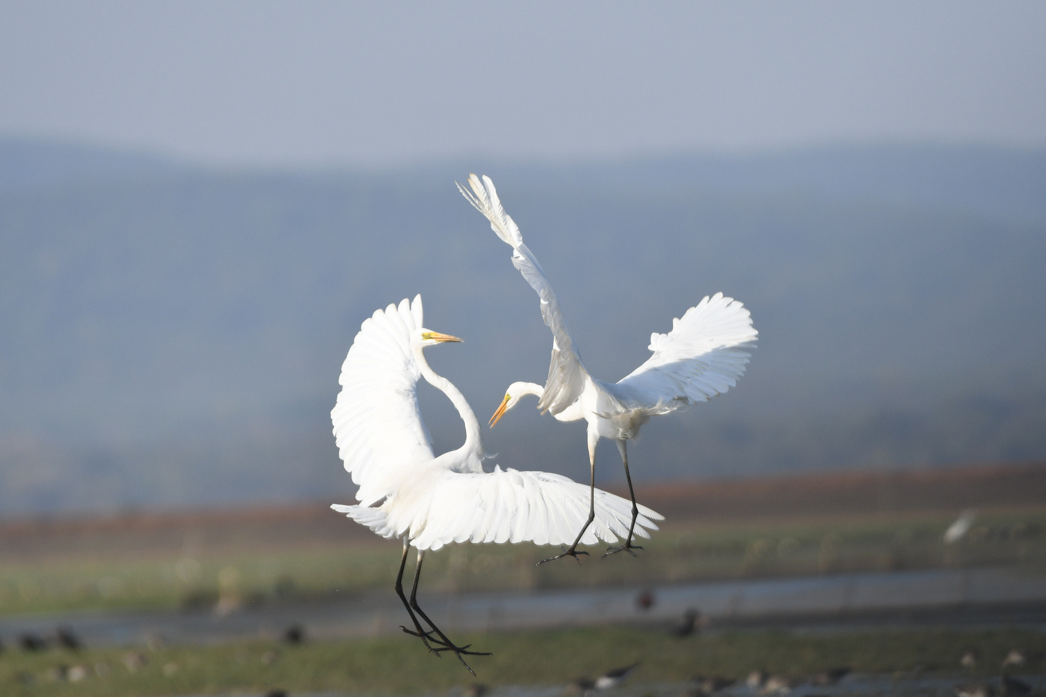 Nikon AF-S Nikkor 200-500mm F5.6E ED VR sample photo